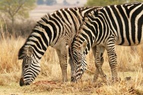 African wild Zebras