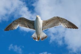 sea gull with wide-open wings against the background of clouds