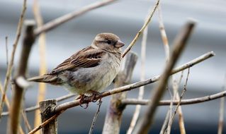 female Sparrow perched dry branch