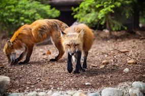 Wild forest Animal