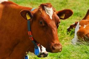 red cow on green pasture close up