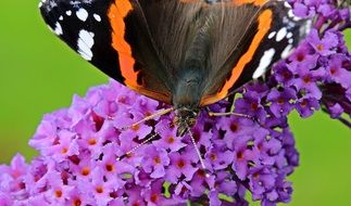 butterfly admiral on lilac