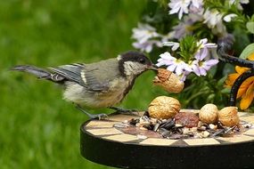 great tit eating nuts