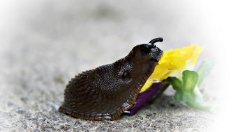 Snail eating a yellow flower close-up on blurred background