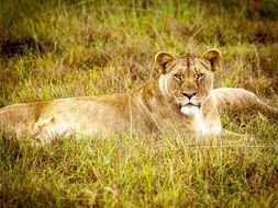 Lioness in South Africa