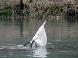 white swan is hunting on the lake