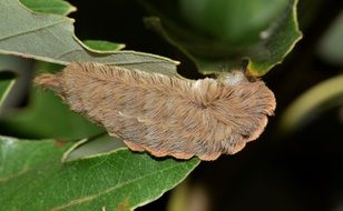 Puss Caterpillar on the leaf