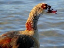 Goose With red eye