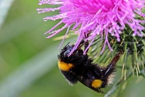 bee on the purple thistle flower