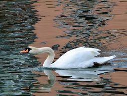 white swan on a quiet lake