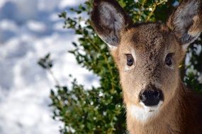 photo of a baby deer on a background of tree branches