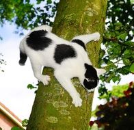 black and white cat on the tree