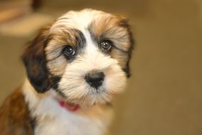 portrait of a tibetan terrier puppy