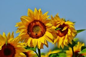 flowers sunflower on a background of blue sky