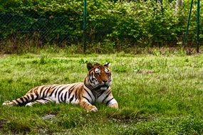 graceful tiger is lying on the grass in Safari