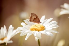 meadow brown butterfly in nature