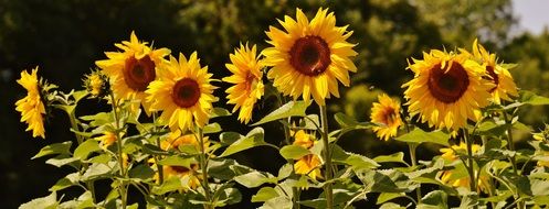 sea of sunflowers in summer