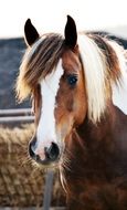portrait of charming Horse head