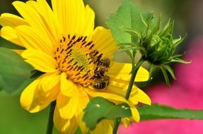 yellow sunflower in the garden