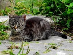 gray kitten