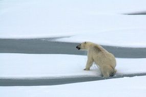 polar bear on an ice floe