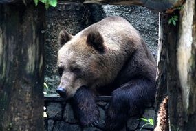 charming Bear among the trees