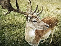 cute spotted deer in the wildlife