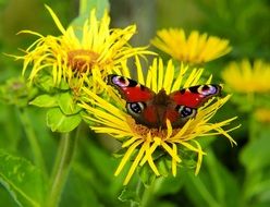 filigreed peacock butterfly on the yellow flower