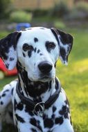 portrait of a dalmatian