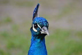 Blue peacock bird