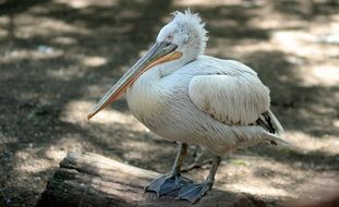 Pelican Bird having rest