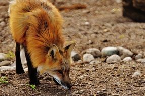 foraging fox