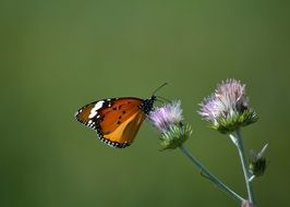 Orange butterfly on flower