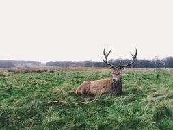 Deer reating on green meadow