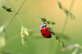 ladybird on green blade of grass