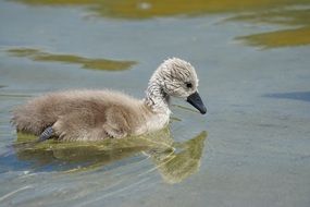 swan chick on the water