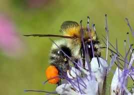 bee sitting on a flower close-up