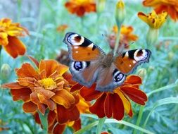 Beautiful colorful butterfly on the beautiful colorful flower