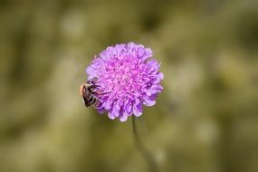 insect on a sharpened flower