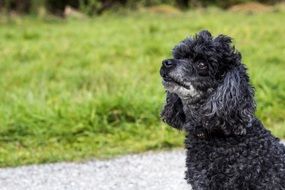 portrait of a fluffy black dog