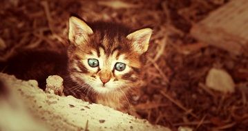 domestic kitten away from home
