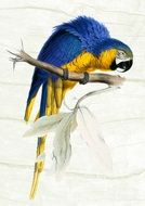 painted blue yellow parrot on a branch