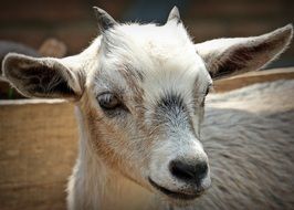 Goat with Horns portrait