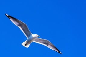 seagull flying in the blue sky