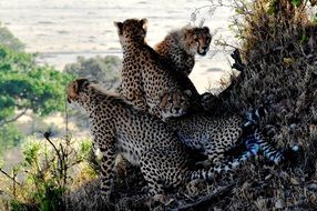 Leopards in Tanzania