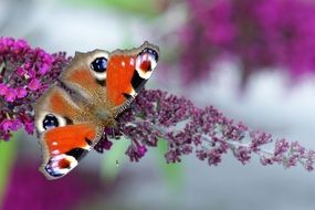 peacock butterfly on the lilac flower