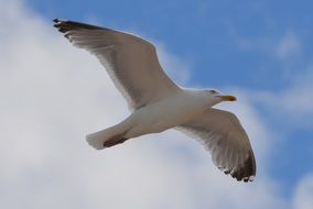 seagull flies in the sky with clouds