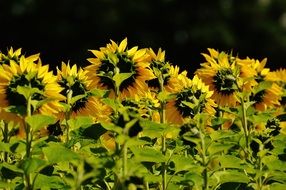 Sunflowers blossom in garden