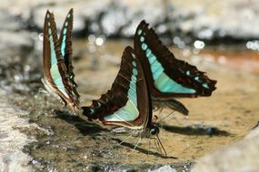 three colorful Australian Butterflies close-up on blurred background