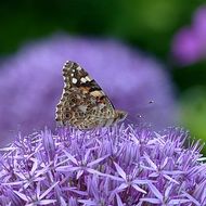 Insect on a bloom